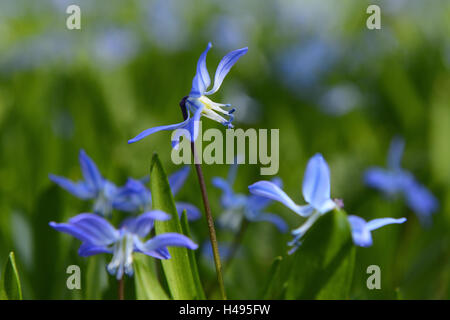 Deux feuilles squills, Scilla bifolia, Banque D'Images