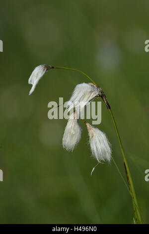 La linaigrette commune, Eriophorum angustifolium, Close up, Banque D'Images