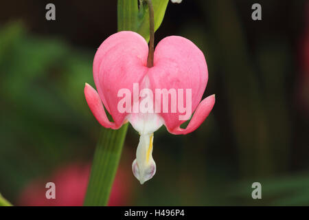 Le cœur , Banque D'Images