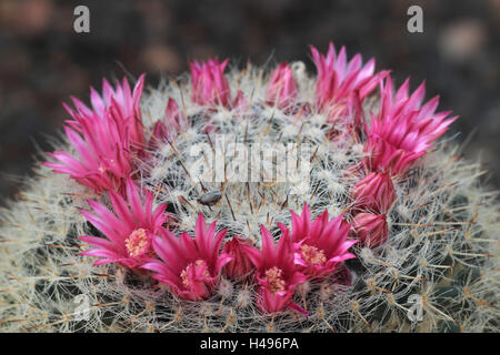 Cactus en fleur, Mammillaria, canelensis Banque D'Images