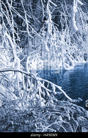 Givre, arbres, lacs, Banque D'Images