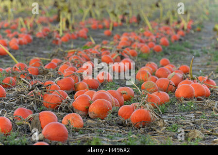 Champ de citrouilles, courges d'Hokkaido, Rhénanie-Palatinat, Allemagne, Banque D'Images