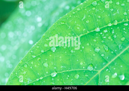 Feuille, gouttes d'eau, close-up, Banque D'Images