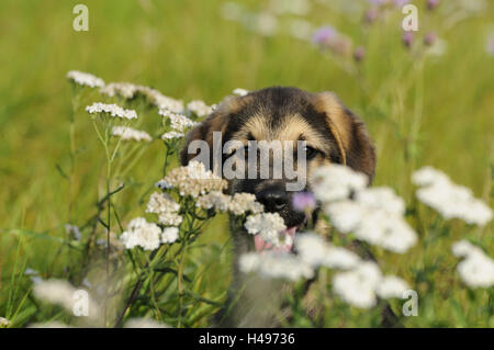 Chiot de chien, portrait, violin, head-on, looking at camera, Banque D'Images