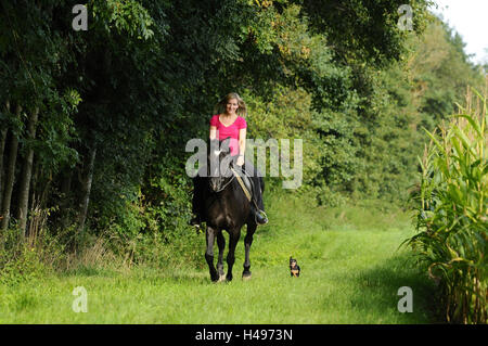 Cavalier, cheval, prairie, exécuter, head-on, voir l'appareil photo, Banque D'Images