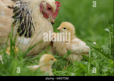 Poulet, Gallus gallus domesticus, gloussant poule, Poussin, prairie, vue latérale, Banque D'Images