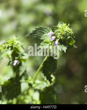 , Lamier Lamium spec., floraison moyenne, close-up, Banque D'Images