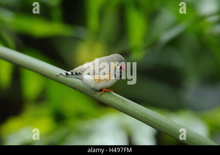Zebra Finch, est assis sur une branche, Banque D'Images