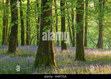 Tapis de Fleurs jacinthes dans un caduques, Exmoor National Park, Devon, Angleterre. Printemps (mai) 2013. Banque D'Images