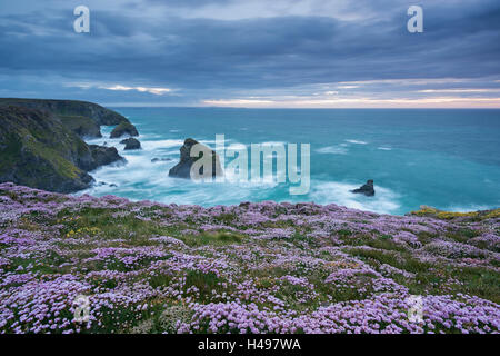 Arméria rose fleurs sauvages (Armeria maritima) floraison sur la falaise au-dessus de Bedruthan Steps sur la côte de Cornouailles, Cornwall Banque D'Images