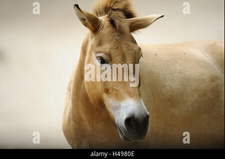 Le cheval de Przewalski, Equus ferus przewalskii, portrait, Banque D'Images