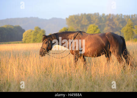 Arabian Haflinger, cheval noir, meadow, debout, en vue latérale, paysage, Banque D'Images