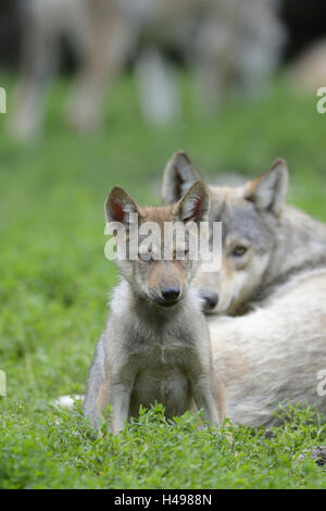 Les loups de l'Est, Canis lupus lycaon, chiots, meadow, assis, frontale, Banque D'Images