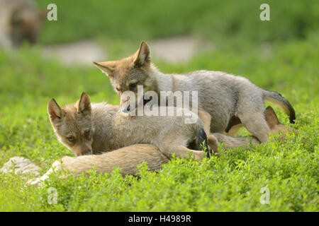 Les loups de l'Est, Canis lupus lycaon, chiots, meadow, debout, en vue latérale, looking at camera, Banque D'Images
