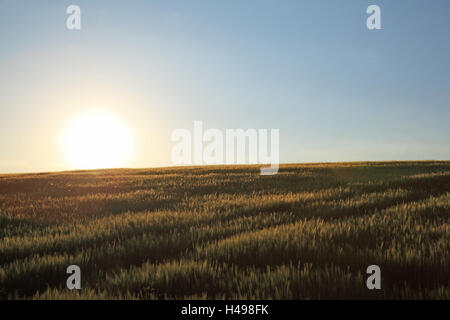 Allemagne, Bavière, Ichenhausen, champ de céréales, le coucher du soleil, Banque D'Images