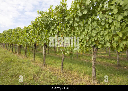 Vignoble domaine Wachau, Veltliner, vert, Banque D'Images