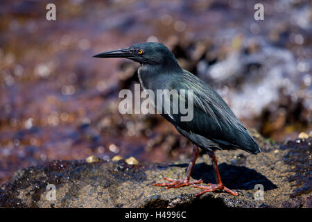 Lave Galapagos heron, Butorides sundevalli Galapagos, Equateur, Amérique du Sud, d'Islande, Islande, Galapagos, côte, rock, animal, oiseau, animal world, d'oiseaux, hérons, hérons de lave, Galapagos les hérons, hérons, lave Galapagos Banque D'Images