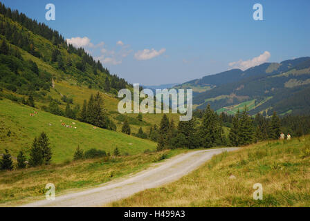 Autriche, Tyrol, Zillertal, belle prairie, Wildschönau, ALP, route de campagne, Europe, paysage de montagne, paysage, montagne, montagnes, forêts, prairies, pâturages, milieu rural, Alpes, vaches, ensoleillée, l'été, rue, Banque D'Images