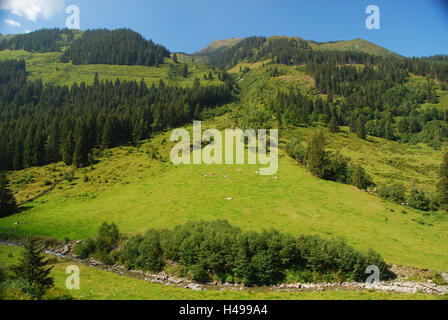 Autriche, Tyrol, Zillertal, belle prairie, Wildschönau, ALP, Europe, paysage de montagne, paysage, montagne, montagnes, forêts, prairies, en milieu rural, vert, Brook, pâturage, ALP, vaches, ensoleillée, l'été, Banque D'Images