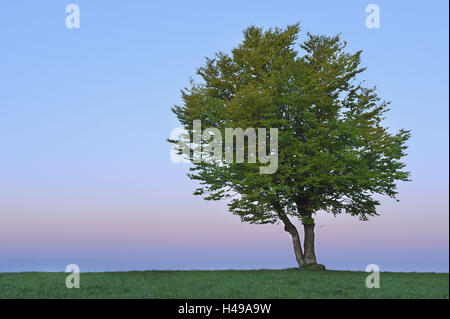 Hêtre, Fagus sylvatica, Allemagne, Bade-Wurtemberg, Forêt Noire, Schauinsland, Banque D'Images