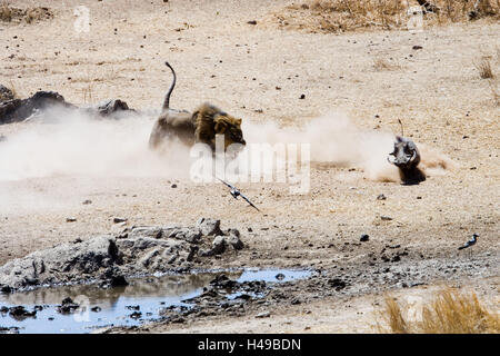 L'Afrique, la Namibie, Etosha National Park, lion, Hunt, cochon, papille Banque D'Images