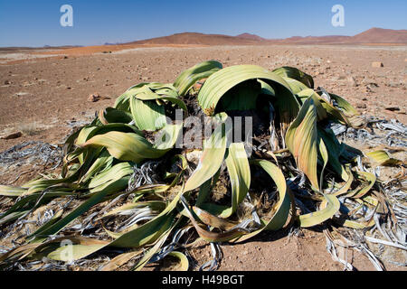 L'Afrique, la Namibie, le Parc National Namib Naukluft, plante Welwitschia, Banque D'Images