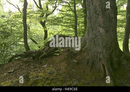 Allemagne, Hambourg, Düsseldorf, monument naturel, Sandberg et Schmidtberg, forêt, Banque D'Images