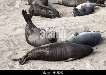 L'éléphant de mer femelles chiots et détente sur la plage de Año Nuevo State Park, Californie, USA Banque D'Images