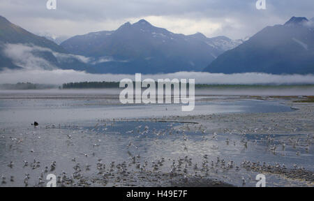 Les goélands, de Béring Valdez, le USA, Alaska, Banque D'Images