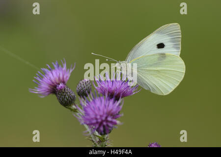 Grand papillon du chou, Pieris brassicae, Acker-Kratzdistel, Cirsium arvense, assis, sur le côté, Banque D'Images