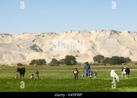 L'Egypte, l'oasis de Dakhla, les vaches au pâturage avec cuillère à soupe Qasr, Banque D'Images