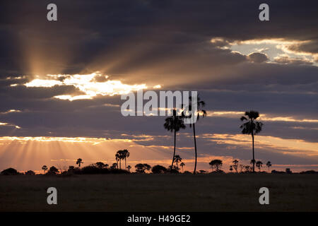 L'Afrique, le Zimbabwe, la région de la province autonome du nord, le parc national de Hwange, au crépuscule, Banque D'Images