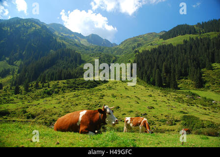 Autriche, Tyrol, Zillertal, belle prairie, Wildschönau, ALP, vaches, Europe, paysage de montagne, paysage, montagne, montagnes, forêts, prairies, en milieu rural, vert, Brook, pâturage, ALP, avantages, les animaux broutent, ensoleillée, l'été, Banque D'Images