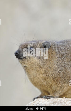 Klippschliefer, portrait, side view, Schliefer, Hyracoidea, d'Afrique, des blaireaux, des rochers, des blaireaux, des clip medium close-up, de la nature, de la voie, se reposer, s'asseoir, animal, Animal Kingdom, monde animal, animal sauvage, Banque D'Images