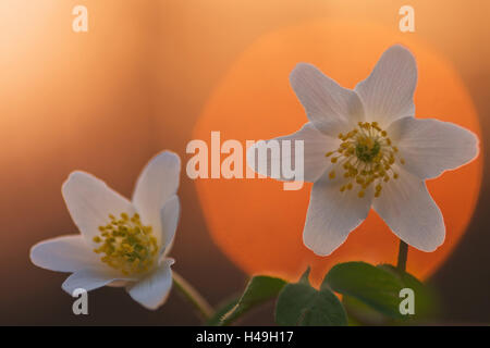 Fleurs anémone en rétro-éclairage, Banque D'Images