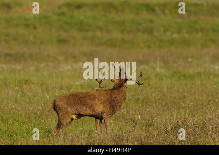 Red Deer (Cervus elaphus, meadow, stand, Bell sur le côté, Banque D'Images