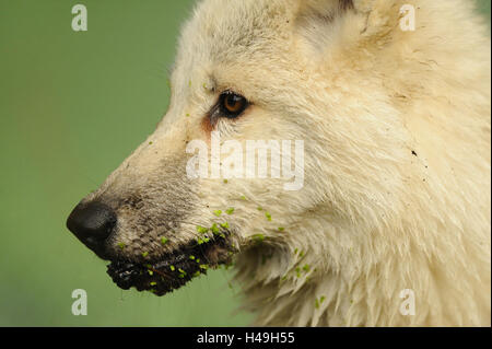 Loup arctique, Canis lupus arctos, jeune loup, portrait, side view, Banque D'Images