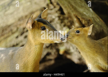 Reeves's, muntjac Muntiacus reevesi, mère animal, faon, vue latérale, Banque D'Images