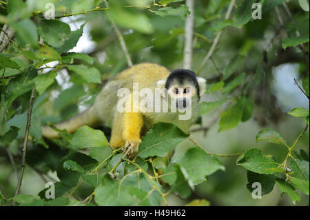 Black-capped singe-écureuil, Saimiri boliviensis, looking at camera, Banque D'Images