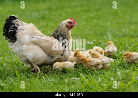 Poulet, Gallus gallus domesticus, gloussant poule, Poussin, prairie, vue latérale, Banque D'Images