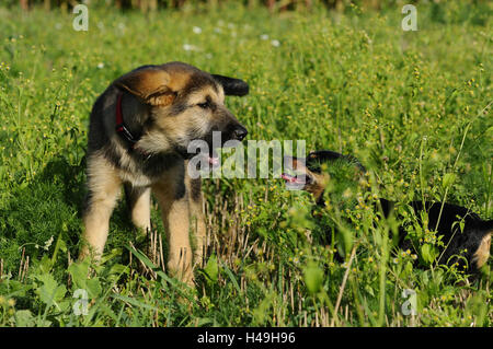 Chiot de chien, pinscher nain, meadow, debout, jouer, Banque D'Images