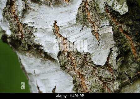 Bouleau blanc, Betula pendula, tronc, bovins, détail, Banque D'Images