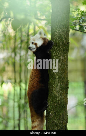 Le panda rouge, Ailurus fulgens, tronc, side view, escalade, Banque D'Images