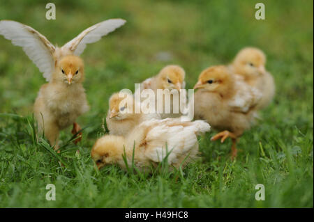 Poulet, Gallus gallus domesticus, Poussin, prairie, vue de face, looking at camera, Banque D'Images