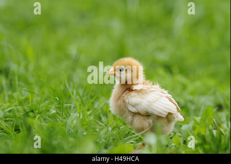 Poulet, Gallus gallus domesticus, chick, meadow, debout, en vue latérale, Banque D'Images
