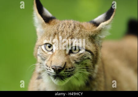 Le lynx d'Eurasie, Lynx lynx, jeune animal, portrait, tête, looking at camera, Banque D'Images