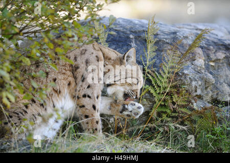 Le lynx d'Eurasie, Lynx lynx, vue de côté, assis, Banque D'Images