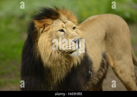 Lion d'Asie, Panthera leo persica, homme, portrait, demi-Vue latérale, Banque D'Images