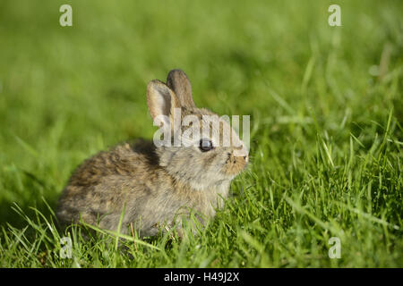 Lapin domestique, jeune animal, brown, prairie, vue de côté, assis, Banque D'Images