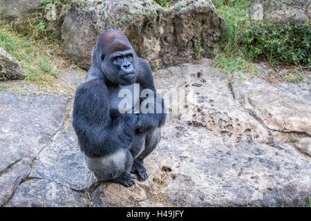 Gorilla assis sur un rocher avec un peu d'espace ouvert Banque D'Images